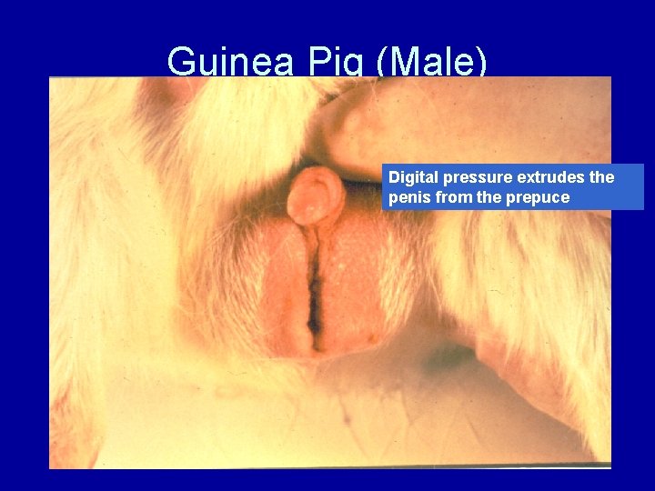 Guinea Pig (Male) Digital pressure extrudes the penis from the prepuce 