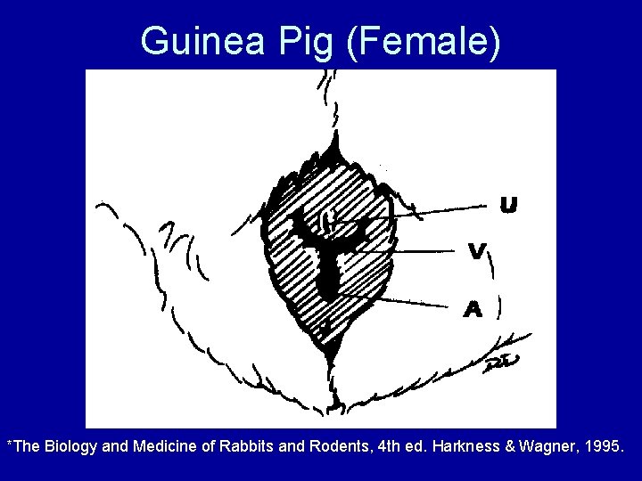 Guinea Pig (Female) *The Biology and Medicine of Rabbits and Rodents, 4 th ed.