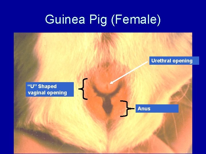 Guinea Pig (Female) Urethral opening “U” Shaped vaginal opening Anus 