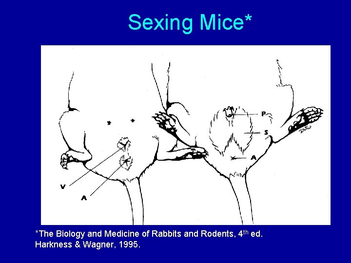 Sexing Mice* *The Biology and Medicine of Rabbits and Rodents, 4 th ed. Harkness