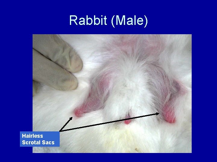 Rabbit (Male) Hairless Scrotal Sacs 