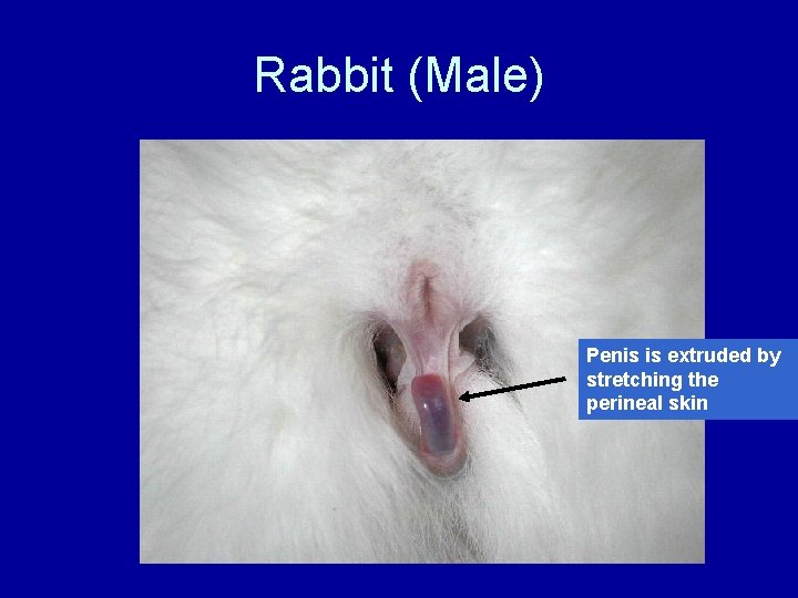 Rabbit (Male) Penis is extruded by stretching the perineal skin 