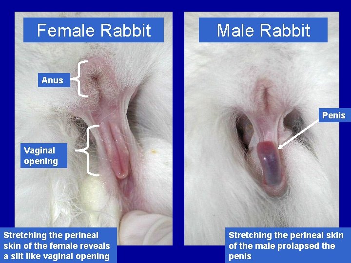 Female Rabbit Male Rabbit Anus Penis Vaginal opening Stretching the perineal skin of the
