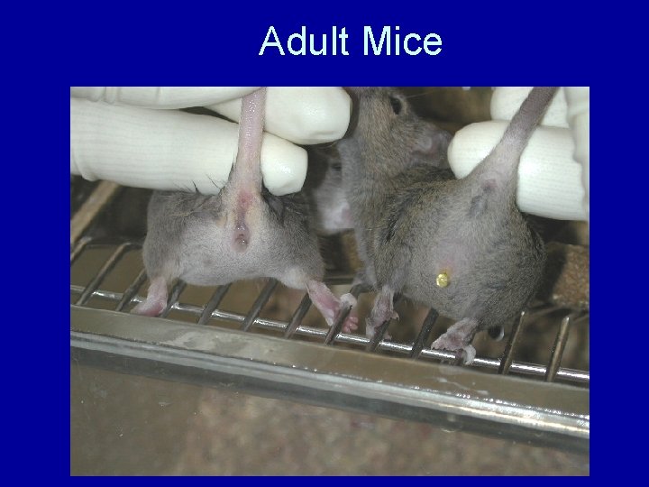 Adult Mice 