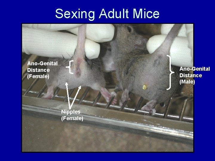 Sexing Adult Mice Ano-Genital Distance (Female) Ano-Genital Distance (Male) Nipples (Female) 