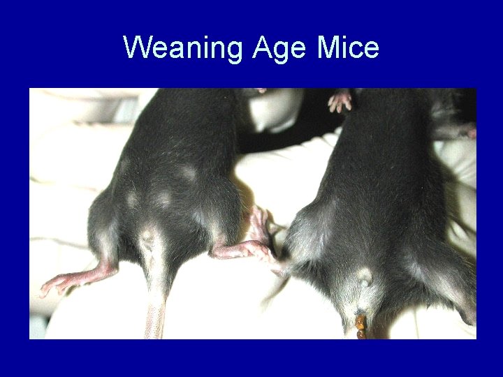 Weaning Age Mice 