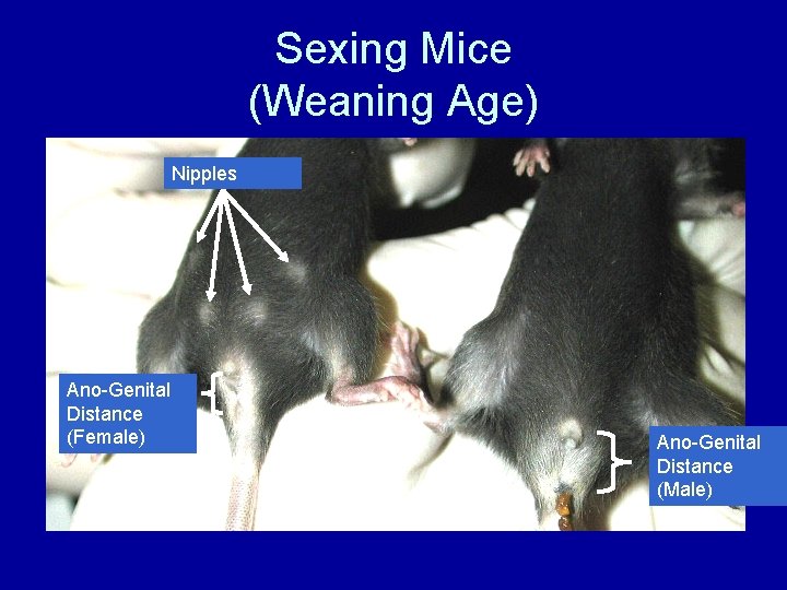 Sexing Mice (Weaning Age) Nipples Ano-Genital Distance (Female) Ano-Genital Distance (Male) 