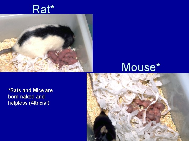 Rat* Mouse* *Rats and Mice are born naked and helpless (Altricial) 