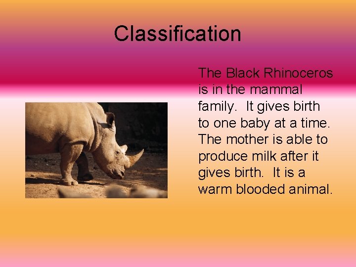 Classification The Black Rhinoceros is in the mammal family. It gives birth to one