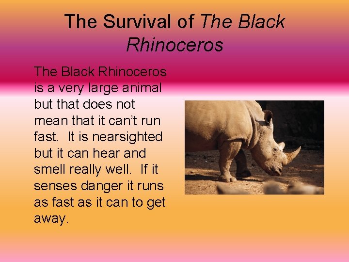 The Survival of The Black Rhinoceros is a very large animal but that does