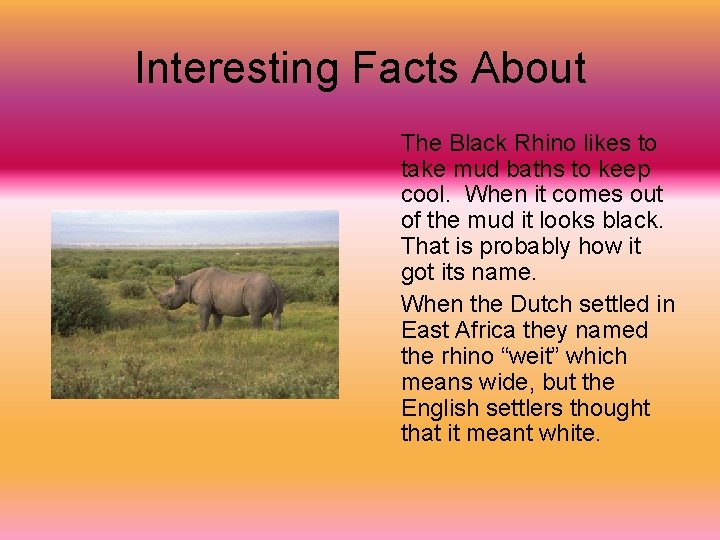 Interesting Facts About The Black Rhino likes to take mud baths to keep cool.