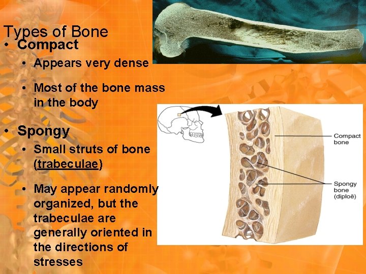 Types of Bone • Compact • Appears very dense • Most of the bone Types of Bone • Compact • Appears very dense • Most of the bone