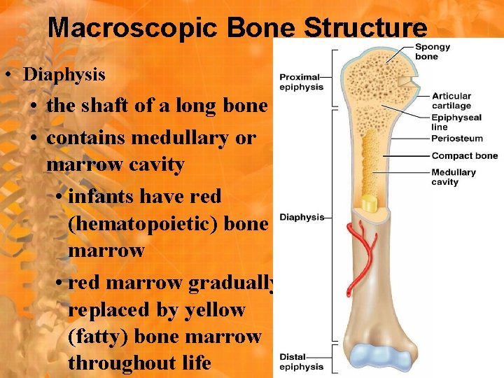 Macroscopic Bone Structure • Diaphysis • the shaft of a long bone • contains Macroscopic Bone Structure • Diaphysis • the shaft of a long bone • contains