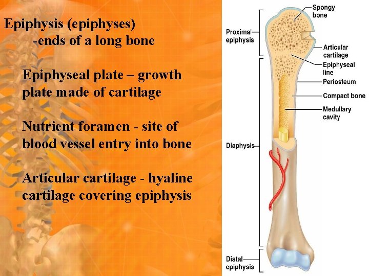 Epiphysis (epiphyses) -ends of a long bone Epiphyseal plate – growth plate made of Epiphysis (epiphyses) -ends of a long bone Epiphyseal plate – growth plate made of