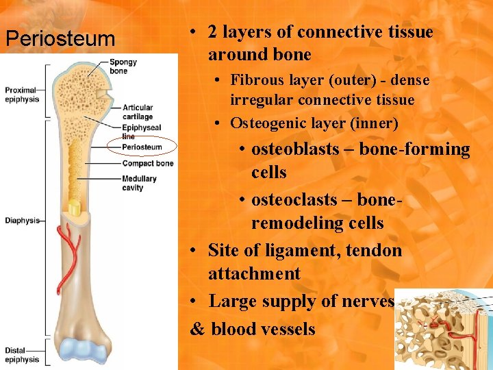 Periosteum • 2 layers of connective tissue around bone • Fibrous layer (outer) - Periosteum • 2 layers of connective tissue around bone • Fibrous layer (outer) -