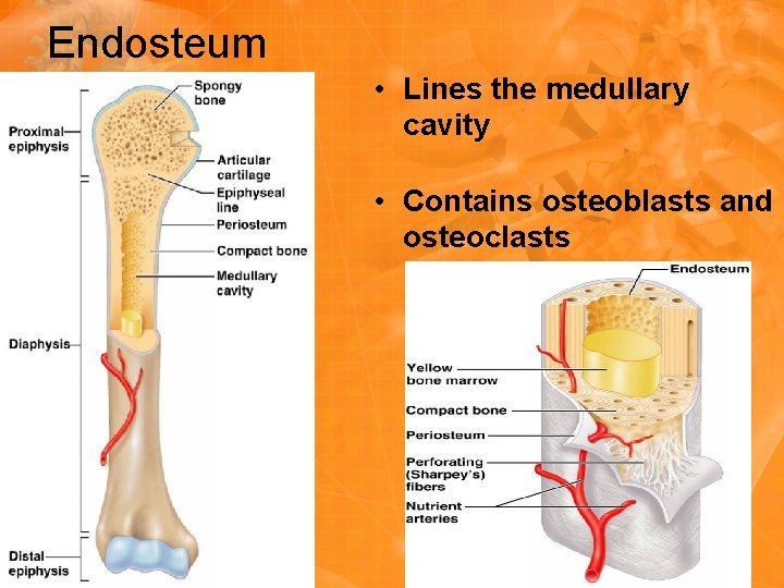 Endosteum • Lines the medullary cavity • Contains osteoblasts and osteoclasts Endosteum • Lines the medullary cavity • Contains osteoblasts and osteoclasts