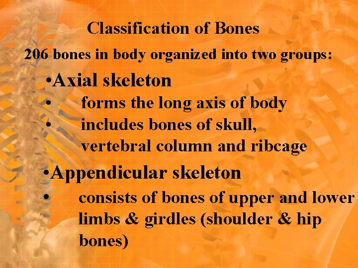 Classification of Bones 206 bones in body organized into two groups: • Axial skeleton Classification of Bones 206 bones in body organized into two groups: • Axial skeleton