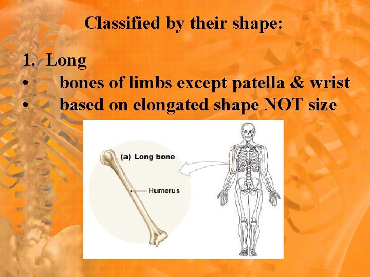 Classified by their shape: 1. Long • bones of limbs except patella & wrist Classified by their shape: 1. Long • bones of limbs except patella & wrist