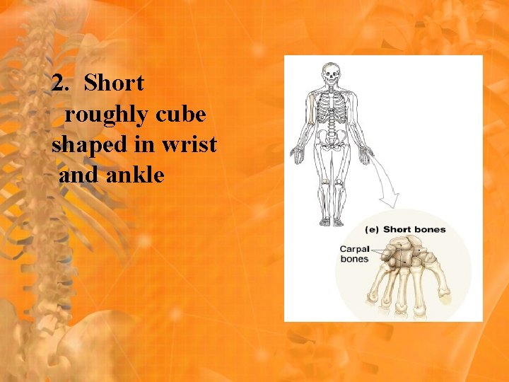 2. Short roughly cube shaped in wrist and ankle 2. Short roughly cube shaped in wrist and ankle