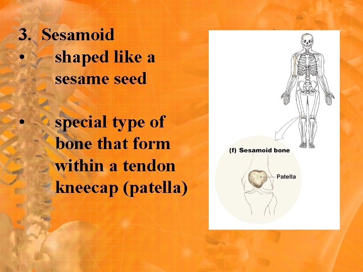3. Sesamoid • shaped like a sesame seed • special type of bone that 3. Sesamoid • shaped like a sesame seed • special type of bone that