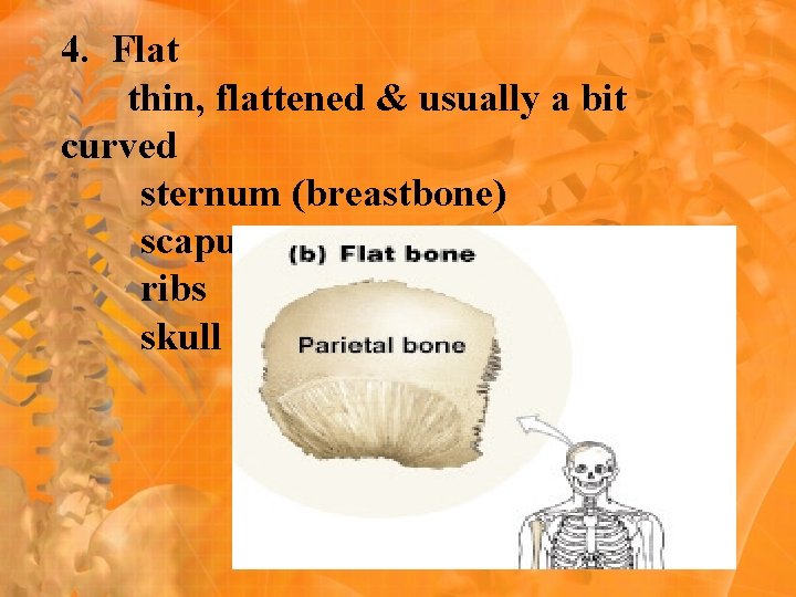 4. Flat thin, flattened & usually a bit curved sternum (breastbone) scapulae (shoulder blade) 4. Flat thin, flattened & usually a bit curved sternum (breastbone) scapulae (shoulder blade)