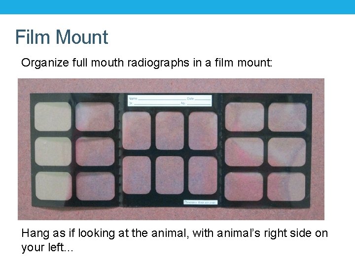 Film Mount Organize full mouth radiographs in a film mount: Hang as if looking Film Mount Organize full mouth radiographs in a film mount: Hang as if looking