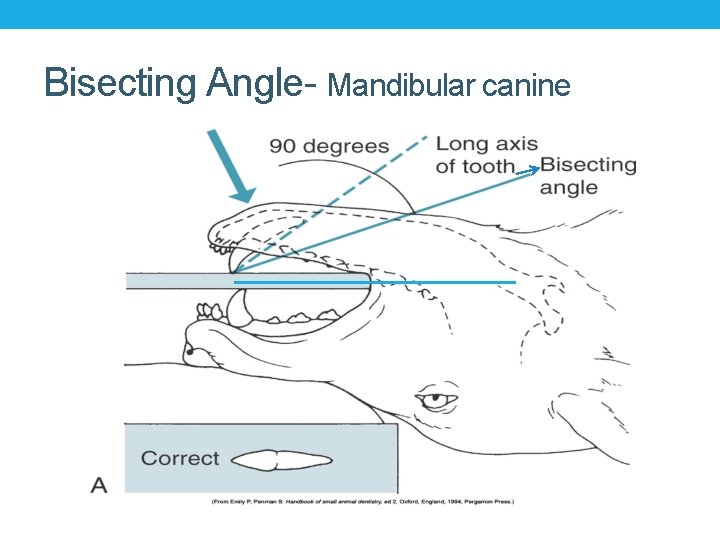 Bisecting Angle- Mandibular canine 