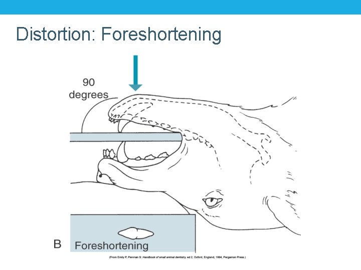 Distortion: Foreshortening 