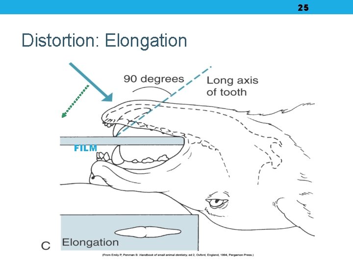 25 Distortion: Elongation FILM 25 Distortion: Elongation FILM