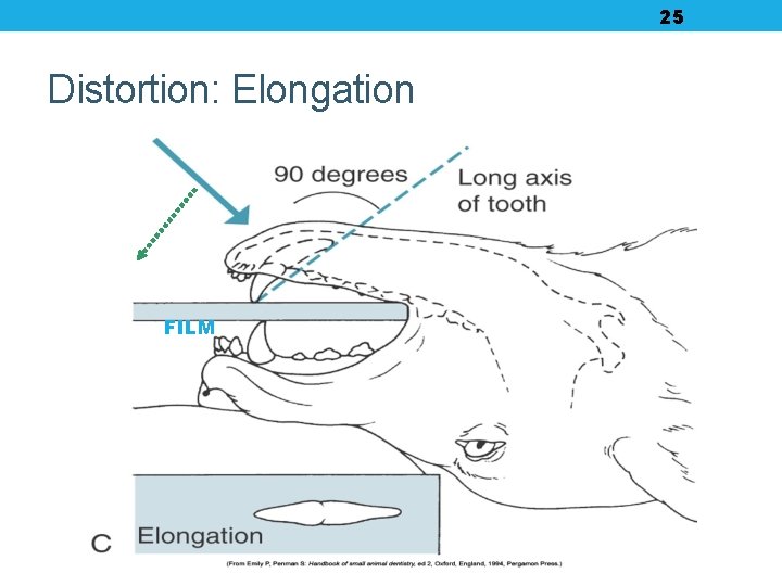 25 Distortion: Elongation FILM 