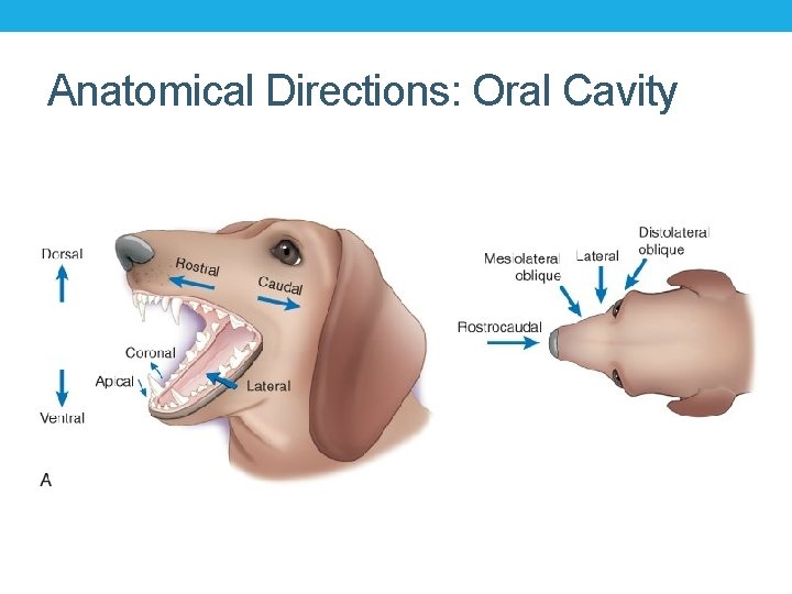 Anatomical Directions: Oral Cavity Anatomical Directions: Oral Cavity