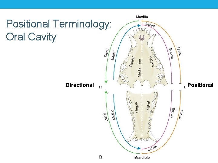 Positional Terminology: Oral Cavity Directional Positional Positional Terminology: Oral Cavity Directional Positional