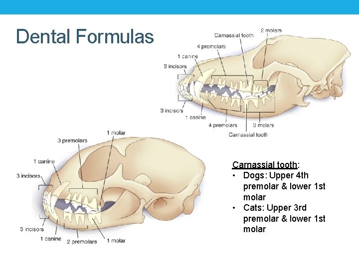 Dental Radiography RVT Chapter 24 Objectives Dental Radiography