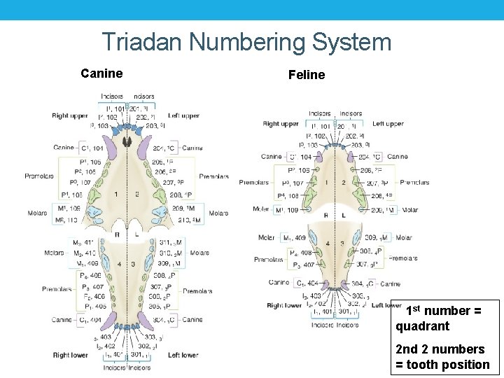 Triadan Numbering System Canine Feline 1 st number = quadrant 2 nd 2 numbers