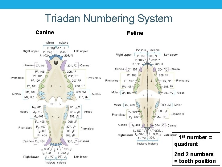 Triadan Numbering System Canine Feline 1 st number = quadrant 2 nd 2 numbers Triadan Numbering System Canine Feline 1 st number = quadrant 2 nd 2 numbers
