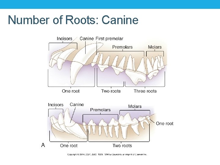 Number of Roots: Canine Number of Roots: Canine