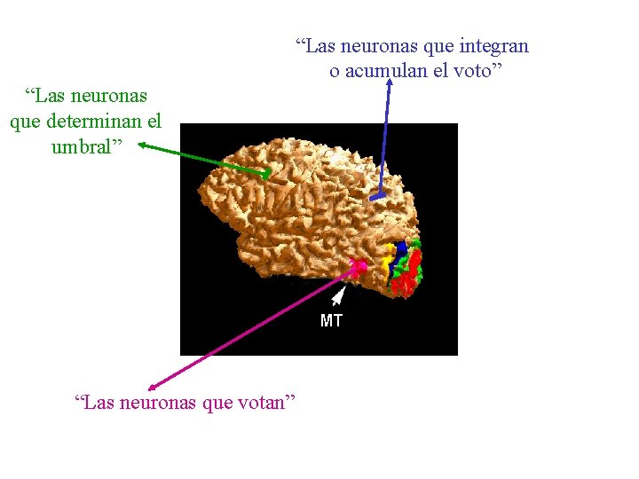 “Las neuronas que integran o acumulan el voto” “Las neuronas que determinan el umbral”