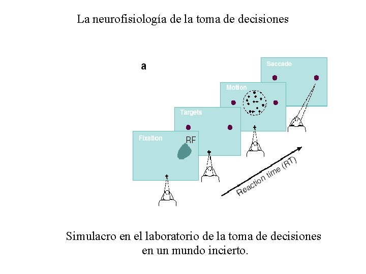 La neurofisiología de la toma de decisiones Simulacro en el laboratorio de la toma