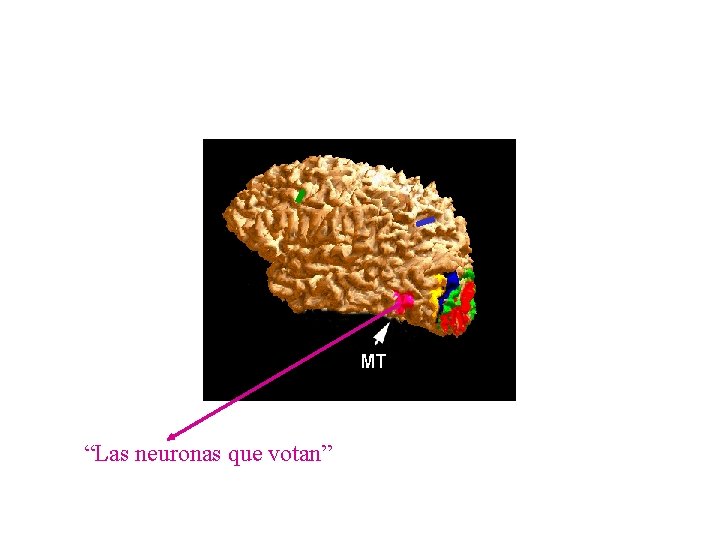 “Las neuronas que votan” 