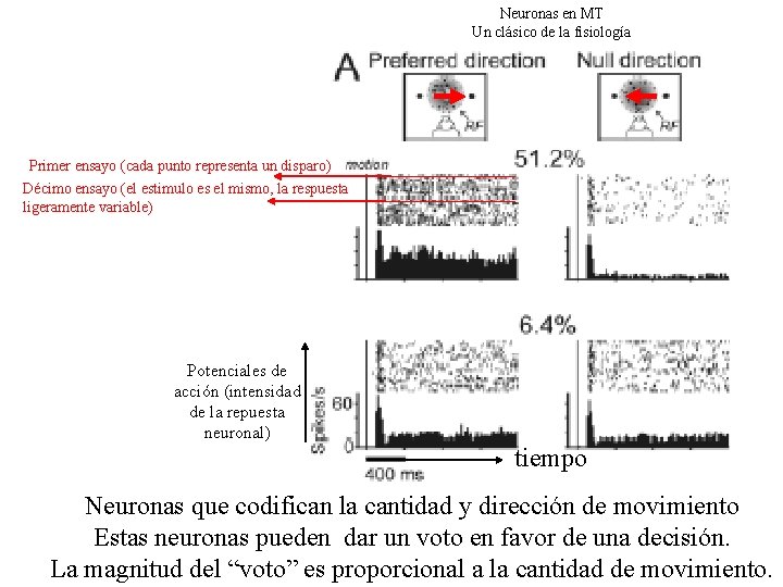 Neuronas en MT Un clásico de la fisiología Primer ensayo (cada punto representa un