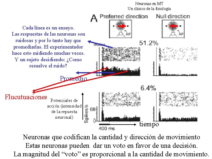 Neuronas en MT Un clásico de la fisiología Cada línea es un ensayo. Las