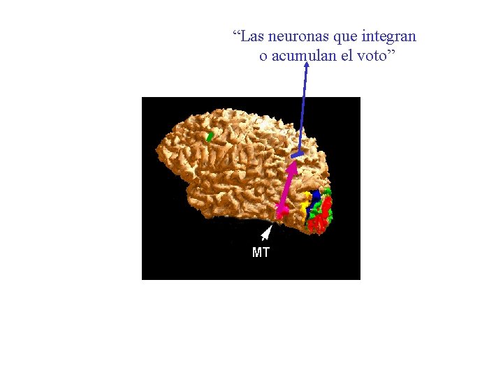 “Las neuronas que integran o acumulan el voto” 