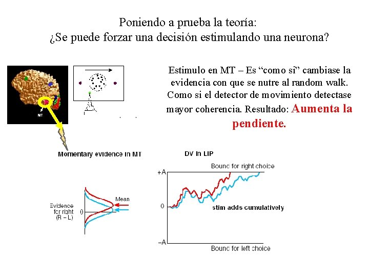 Poniendo a prueba la teoría: ¿Se puede forzar una decisión estimulando una neurona? Estimulo