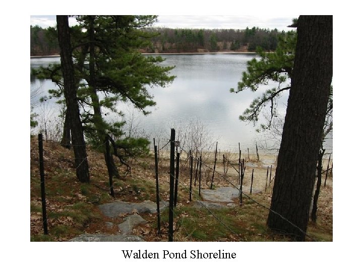 Walden Pond Shoreline 