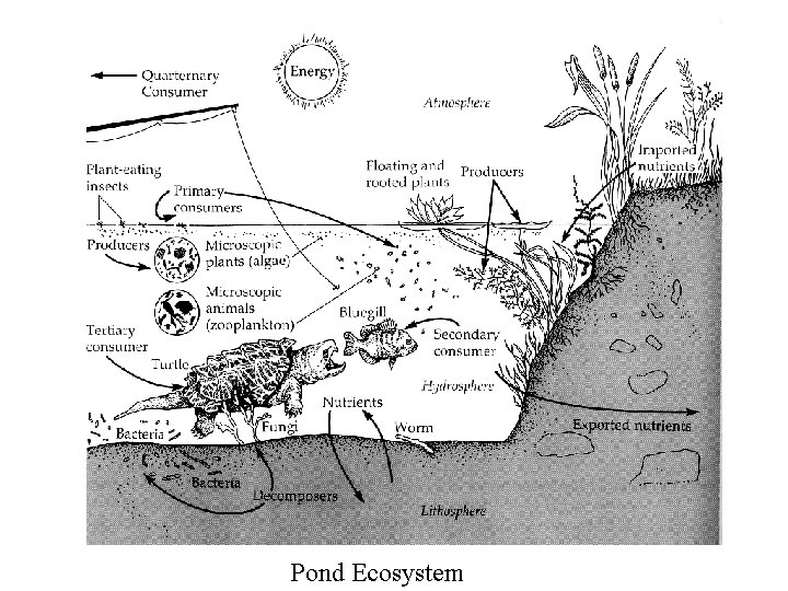 Pond Ecosystem 