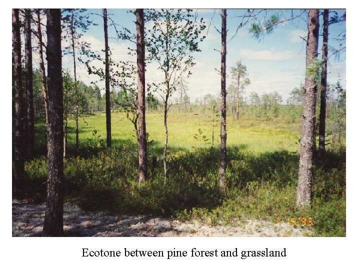 Ecotone between pine forest and grassland 