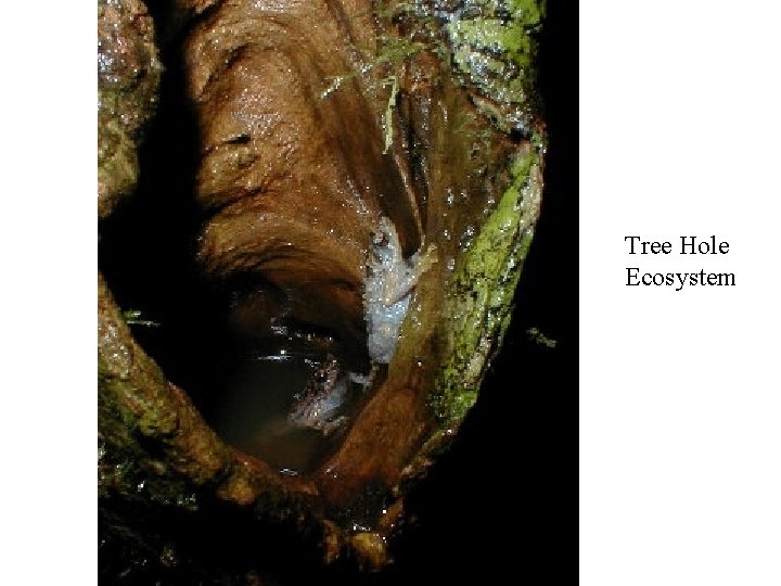 Tree Hole Ecosystem 