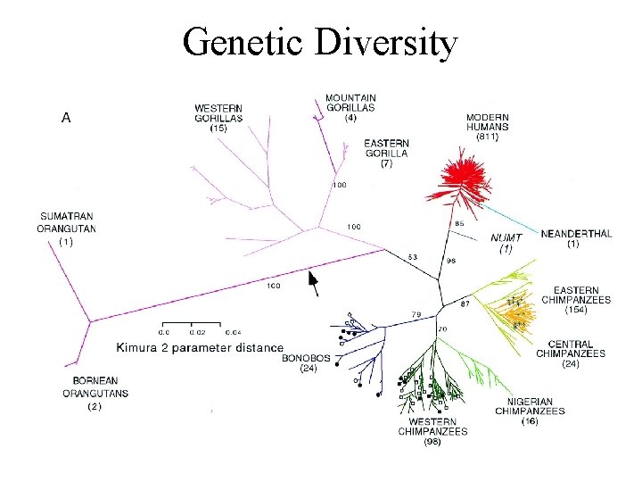 Genetic Diversity 