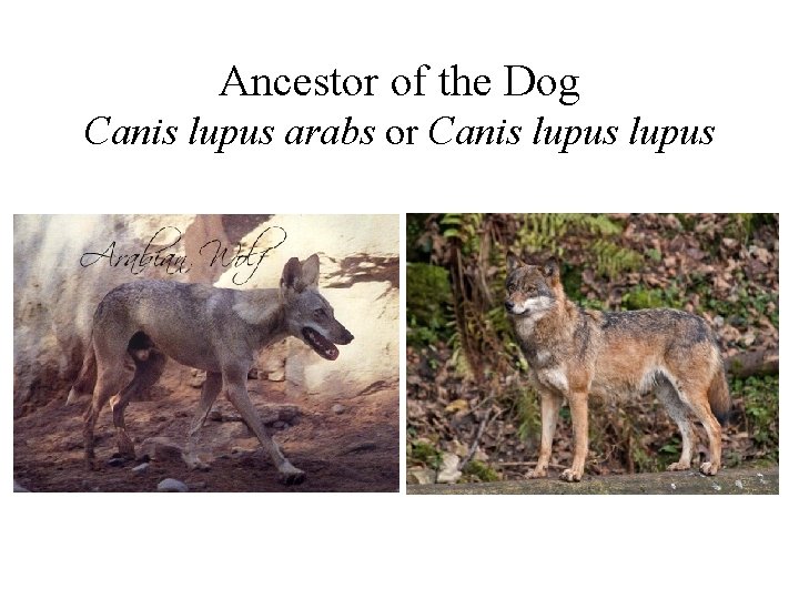Ancestor of the Dog Canis lupus arabs or Canis lupus 