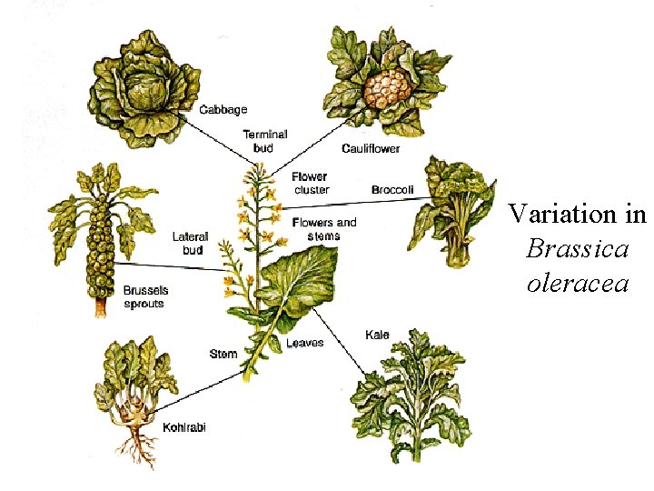 Variation in Brassica oleracea 